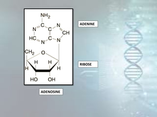 ADENINE
RIBOSE
ADENOSINE
 