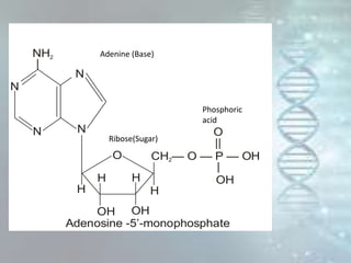 N
N N
NH2
|
N
H
CH — O — P — OH2
|
OH
OH
H
OH
HH
Adenosine -5’-monophosphate
O
||
O
N
N
NH2
|
Adenosine
Adenine (Base)
Phosphoric
acid
Ribose(Sugar)
 
