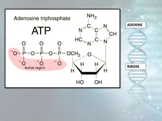 ADENINE
RIBOSE
 
