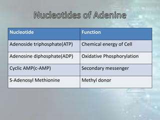 Nucleotide Function
Adenoside triphosphate(ATP) Chemical energy of Cell
Adenosine diphosphate(ADP) Oxidative Phosphorylation
Cyclic AMP(c-AMP) Secondary messenger
S-Adenosyl Methionine Methyl donor
 