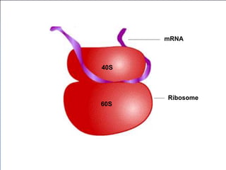 Ribosome
60S
40S
mRNA
 