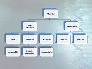 Mutation
Point
Mutation
Silent Missense
Acceptable
Partially
acceptable
Unacceptable
Nonsense
Frame shift
Deletion Insertion
 