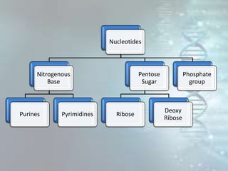 Nucleotides
Nitrogenous
Base
Purines Pyrimidines
Pentose
Sugar
Ribose
Deoxy
Ribose
Phosphate
group
 