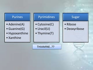 Purines
• Adenine(A)
• Guanine(G)
• Hypoxanthine
• Xanthine
Pyrimidines
• Cytosine(C)
• Uracil(U)
• Thymine(T)
Sugar
• Ribose
• Deoxyribose
THIAMINE..??
 