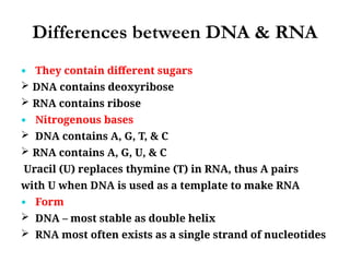 Differences between DNA & RNA
 They contain different sugars
 DNA contains deoxyribose
 RNA contains ribose
 Nitrogenous bases
 DNA contains A, G, T, & C
 RNA contains A, G, U, & C
Uracil (U) replaces thymine (T) in RNA, thus A pairs
with U when DNA is used as a template to make RNA
 Form
 DNA – most stable as double helix
 RNA most often exists as a single strand of nucleotides
 