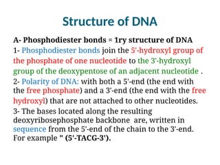 Structure of DNA
A- Phosphodiester bonds = 1ry structure of DNA
1- Phosphodiester bonds join the 5'-hydroxyl group of
the phosphate of one nucleotide to the 3'-hydroxyl
group of the deoxypentose of an adjacent nucleotide .
2- Polarity of DNA: with both a 5'-end (the end with
the free phosphate) and a 3'-end (the end with the free
hydroxyl) that are not attached to other nucleotides.
3- The bases located along the resulting
deoxyribosephosphate backbone are, written in
sequence from the 5'-end of the chain to the 3'-end.
For example " (5'-TACG-3').
 