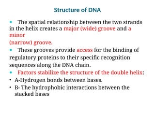 Structure of DNA
 The spatial relationship between the two strands
in the helix creates a major (wide) groove and a
minor
(narrow) groove.
 These grooves provide access for the binding of
regulatory proteins to their specific recognition
sequences along the DNA chain.
 Factors stabilize the structure of the double helix:
• A-Hydrogen bonds between bases.
• B- The hydrophobic interactions between the
stacked bases
 