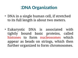 DNA Organization
:
• DNA in a single human cell, if stretched
to its full length is about two meters.
• Eukaryotic DNA is associated with
tightly bound basic proteins, called
histones to form nucleosomes which
appear as beads on strings, which then
further organized to form chromosomes.
 