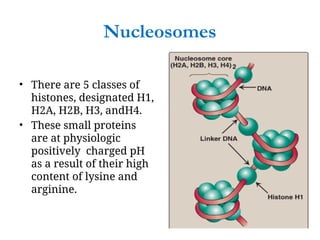 Nucleosomes
• There are 5 classes of
histones, designated H1,
H2A, H2B, H3, andH4.
• These small proteins
are at physiologic
positively charged pH
as a result of their high
content of lysine and
arginine.
 