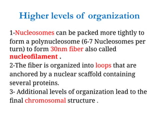 Higher levels of organization
1-Nucleosomes can be packed more tightly to
form a polynucleosome (6-7 Nucleosomes per
turn) to form 30nm fiber also called
nucleofilament .
2-The fiber is organized into loops that are
anchored by a nuclear scaffold containing
several proteins.
3- Additional levels of organization lead to the
final chromosomal structure .
 