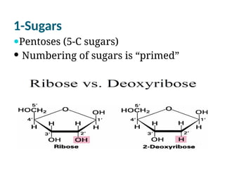 1-Sugars
Pentoses (5-C sugars)
 Numbering of sugars is “primed”
 