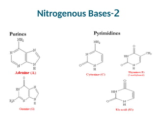 2
-
Nitrogenous Bases
Purines Pyrimidines
 