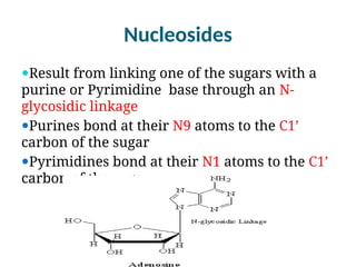 Nucleosides
Result from linking one of the sugars with a
purine or Pyrimidine base through an N-
glycosidic linkage
Purines bond at their N9 atoms to the C1’
carbon of the sugar
Pyrimidines bond at their N1 atoms to the C1’
carbon of the sugar
 