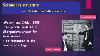 Secondary structure
— DNA double helix structure
•Watson and Crick , 1953
•The genetic material of
all organisms except for
some viruses.
•The foundation of the
molecular biology.
James D. Watson
Francis H.C. Crick
 