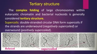 The complex folding of large chromosomes within
eukaryotic chromatin and bacterial nucleoids is generally
considered tertiary structure.
Supercoils: double-stranded circular DNA form supercoils if
the strands are underwound (negatively supercoiled) or
overwound (positively supercoiled).
Tertiary structure
Relaxed supercoiled
 