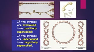 • If the strands
are overwound,
form positively
supercoiled;
• If the strands
are underwound,
form negatively
supercoiled.
 