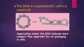 The DNA in a prokaryotic cell is a
supercoil.
• Supercoiling makes the DNA molecule more
compact thus important for its packaging
in cells.
 
