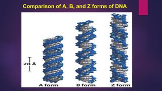 Comparison of A, B, and Z forms of DNA
 