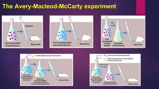 The Avery-Macleod-McCarty experiment
 