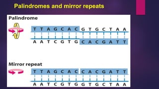 Palindromes and mirror repeats
 