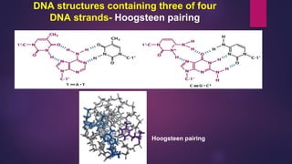 DNA structures containing three of four
DNA strands- Hoogsteen pairing
Hoogsteen pairing
 