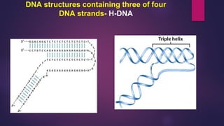 DNA structures containing three of four
DNA strands- H-DNA
 