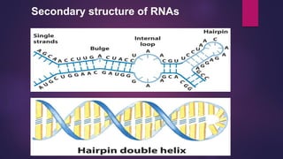 Secondary structure of RNAs
 