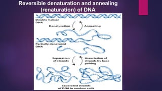 Reversible denaturation and annealing
(renaturation) of DNA
 