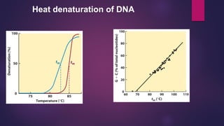Heat denaturation of DNA
 