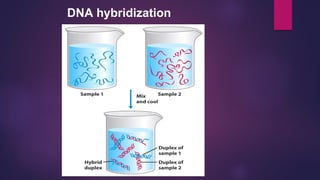 DNA hybridization
 