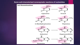Some well-characterized nonenzymatic reactions of nucleotides
 
