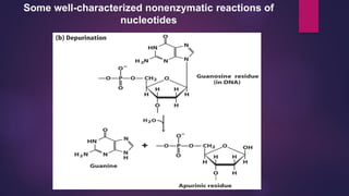 Some well-characterized nonenzymatic reactions of
nucleotides
 