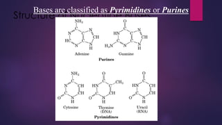 Structure of Nucleotide Bases
Bases are classified as Pyrimidines or Purines
 