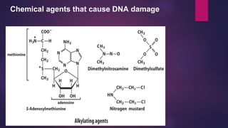 Chemical agents that cause DNA damage
 