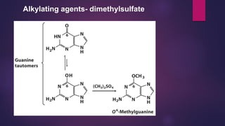Alkylating agents- dimethylsulfate
 