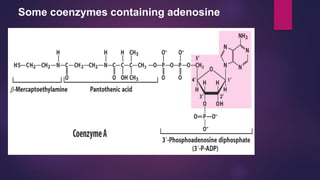 Some coenzymes containing adenosine
 
