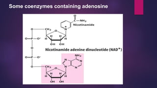 Some coenzymes containing adenosine
 