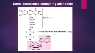 Some coenzymes containing adenosine
 