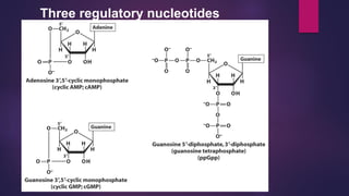 Three regulatory nucleotides
 