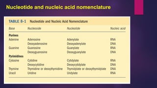 Nucleotide and nucleic acid nomenclature
 