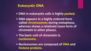 Eukaryotic DNA
• DNA in eukaryotic cells is highly packed.
• DNA appears in a highly ordered form
called chromosomes during metaphase,
whereas shows a relatively loose form of
chromatin in other phases.
• The basic unit of chromatin is
nucleosome.
• Nucleosomes are composed of DNA and
histone proteins.
 