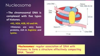 Nucleosome
• The chromosomal DNA is
complexed with five types
of histones.
•H1, H2A, H2B, H3 and H4.
•Histones are very basic
proteins, rich in Arginine and
Lysine.
•Nucleosomes: regular association of DNA with
histones to form a structure effectively compacting
DNA. ”beads”
 