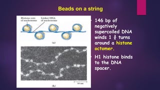 Beads on a string
• 146 bp of
negatively
supercoiled DNA
winds 1 ¾ turns
around a histone
octomer.
• H1 histone binds
to the DNA
spacer.
 