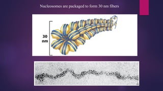 Nucleosomes are packaged to form 30 nm fibers
 