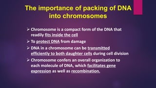 The importance of packing of DNA
into chromosomes
 Chromosome is a compact form of the DNA that
readily fits inside the cell
 To protect DNA from damage
 DNA in a chromosome can be transmitted
efficiently to both daughter cells during cell division
 Chromosome confers an overall organization to
each molecule of DNA, which facilitates gene
expression as well as recombination.
 