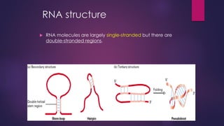 RNA structure
 RNA molecules are largely single-stranded but there are
double-stranded regions.
 