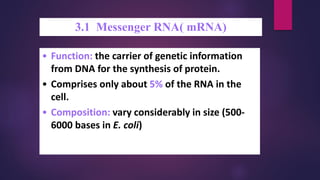 3.1 Messenger RNA( mRNA)
• Function: the carrier of genetic information
from DNA for the synthesis of protein.
• Comprises only about 5% of the RNA in the
cell.
• Composition: vary considerably in size (500-
6000 bases in E. coli)
 