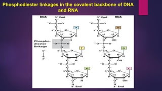 Phosphodiester linkages in the covalent backbone of DNA
and RNA
 