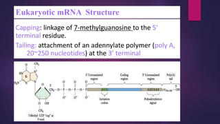 Eukaryotic mRNA Structure
Capping: linkage of 7-methylguanosine to the 5’
terminal residue.
Tailing: attachment of an adennylate polymer (poly A,
20~250 nucleotides) at the 3’ terminal
 