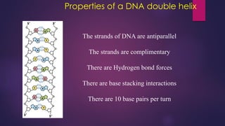 Properties of a DNA double helix
The strands of DNA are antiparallel
The strands are complimentary
There are Hydrogen bond forces
There are base stacking interactions
There are 10 base pairs per turn
 